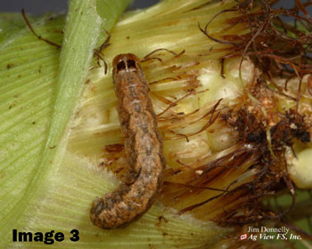 worm3.jpg worm3.jpg